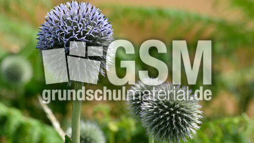 Drüsenblättrige Kugeldistel (2).jpg